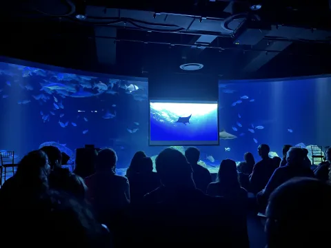 A beautiful screening