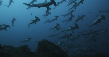 hammerhead sharks