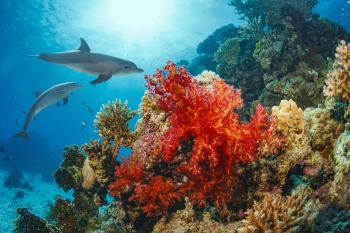 UN World Oceans Day