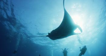 manta