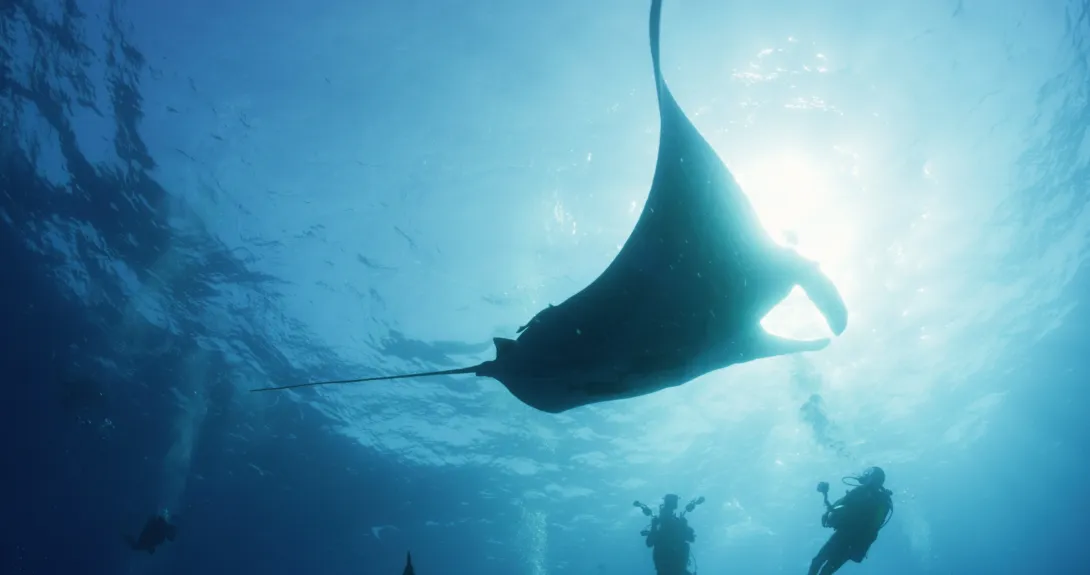 manta