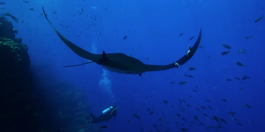 Ethical Diving